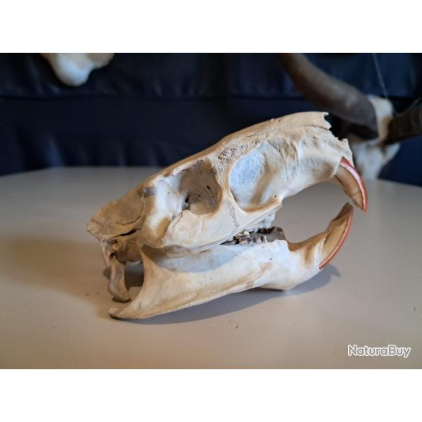 Cr�ne de ragondin ; Myocastor coypus #5