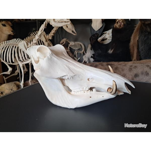 Crne de phacochre ; Phacochoerus africanus #0208