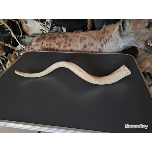 Corne de grand koudou ; Tragelaphus strepsiceros ; noyau osseux #28