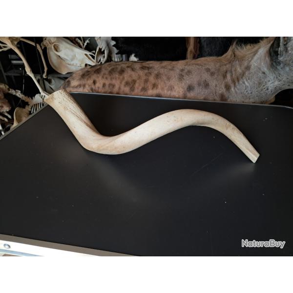 Corne de grand koudou ; Tragelaphus strepsiceros ; noyau osseux #26