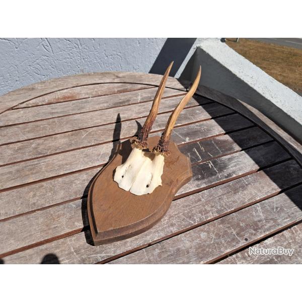 Trophe de chevreuil sur cusson #0908(2)