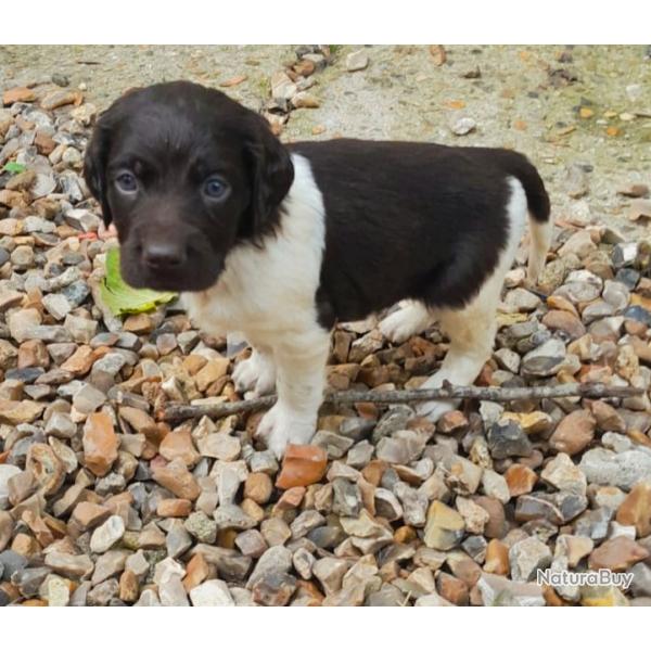 Chiot Munsterlander