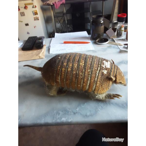 tatou naturalis� ancien