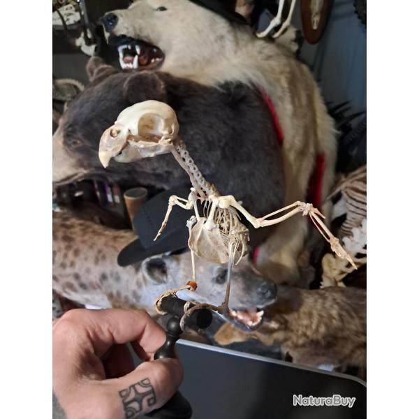 Squelette de Perruche ondule; Melopsittacus undulatus