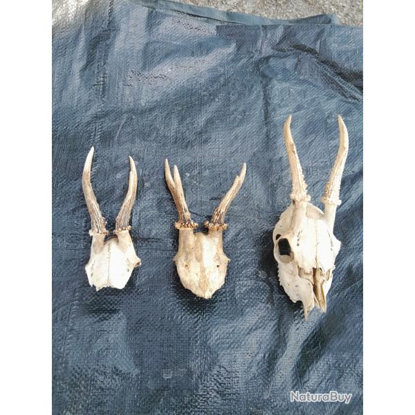 Bois Bois de chevreuil