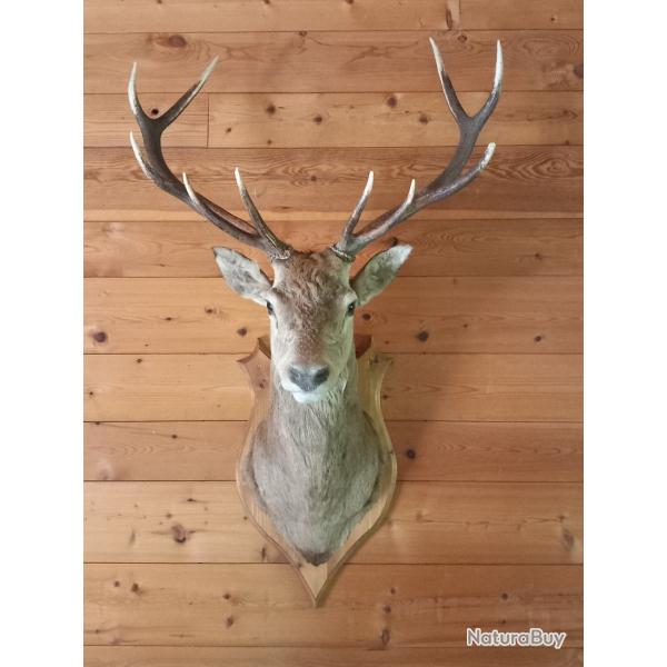 troph�e de cerf 10 cors