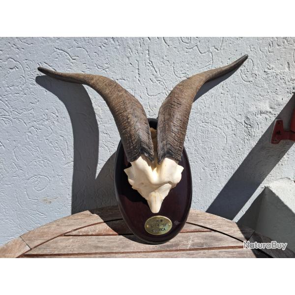 Trophe de chvre ; Capra hircus #2