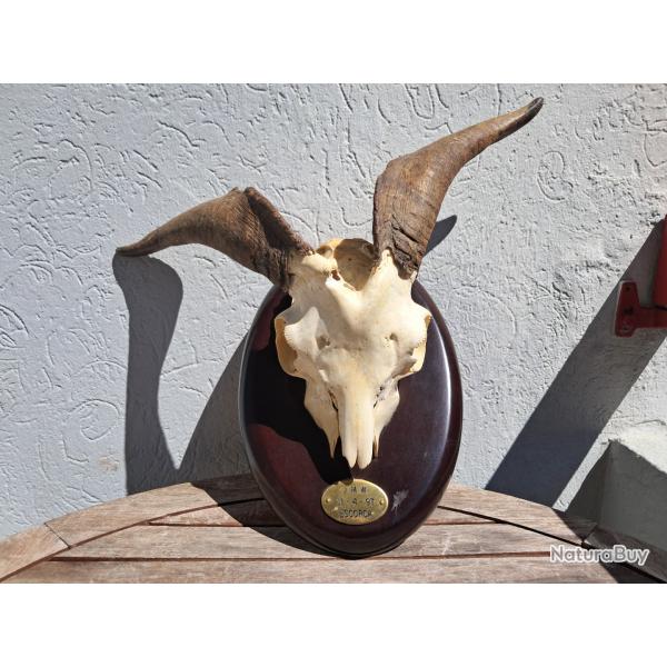 Trophe de chvre tte bizarde ; Capra hircus #3