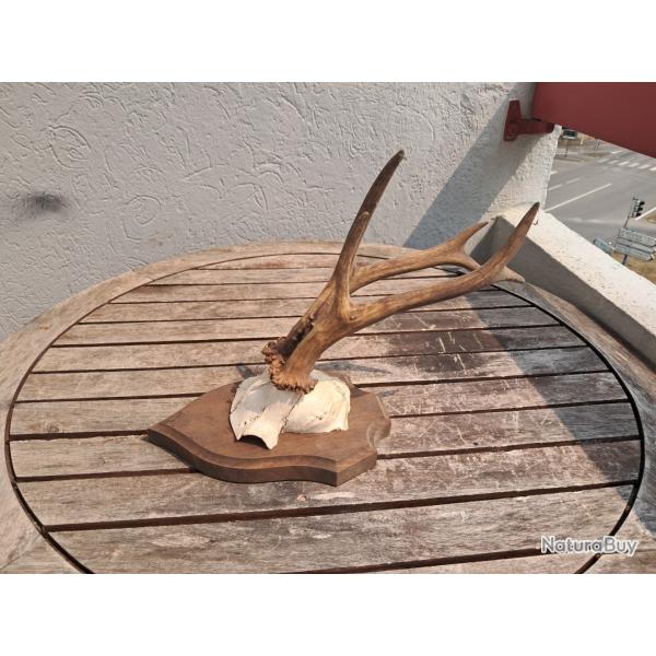 Troph�e de chevreuil sur �cusson #0908(5)