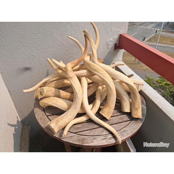 Corne de grand kudu ; noyau osseux (prix pour une corne al�atoire)
