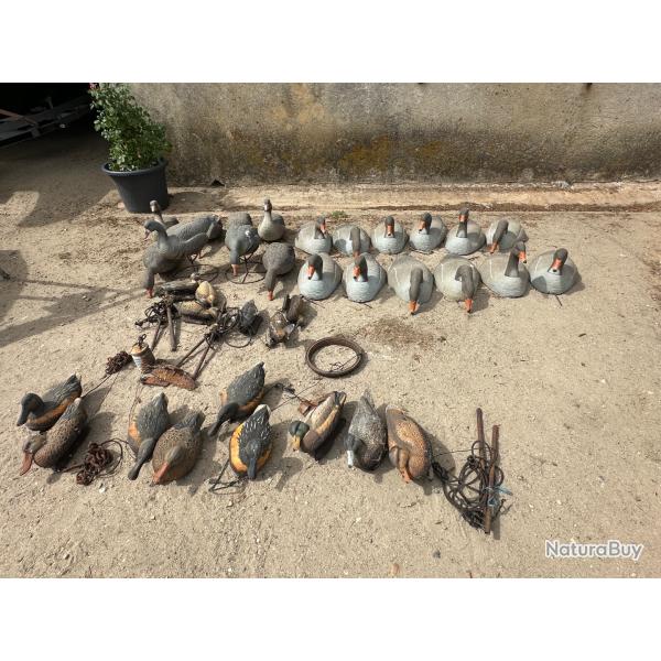 Form�s oie et canard