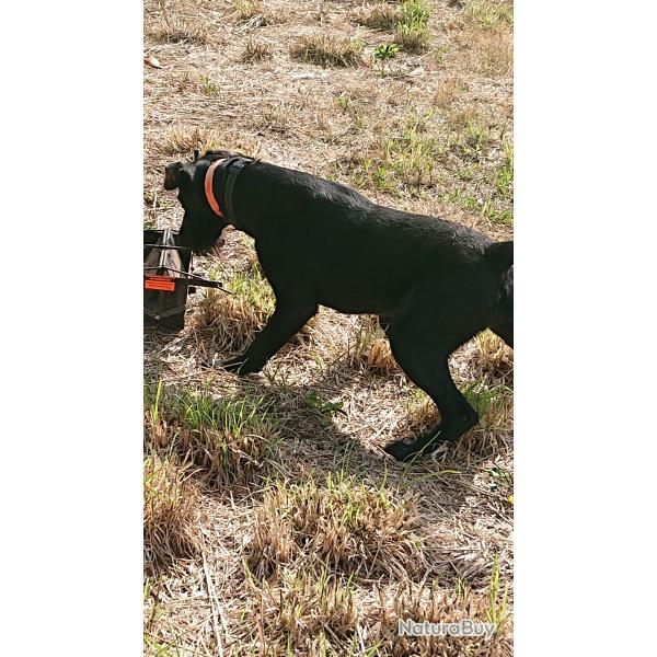 Jeune chienne Drahthaar LOF