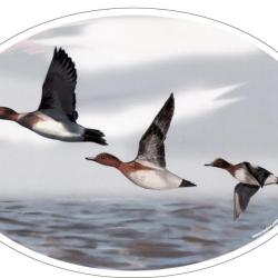 STICKER MARTIN NOUVEL SIFFLEURS - HV DVPT