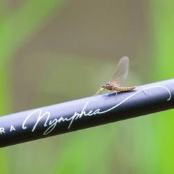 Marc Delacoste Natura nymph&eacute;a 345