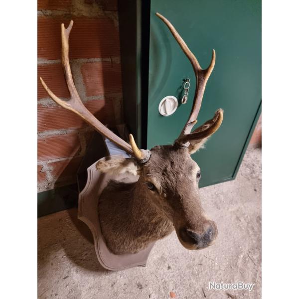 T�te de cerf 8 cors