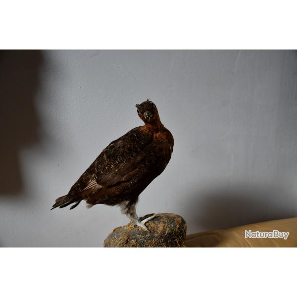 Grouse empaill�e