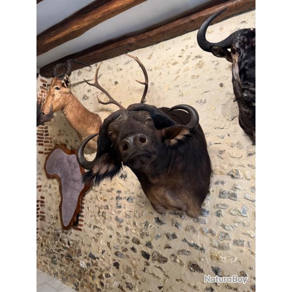 Taxidermie d'un buffle Caffer en cape