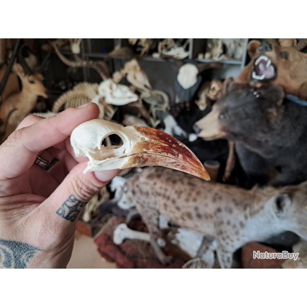 Crne de calao  bec rouge ; Tockus erythrorhynchus #5