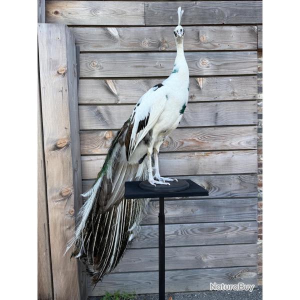 Taxidermie d'un paon arlequin
