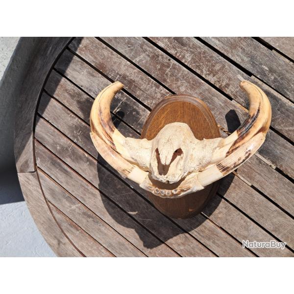 Troph�e "museau" de phacoch�re #2