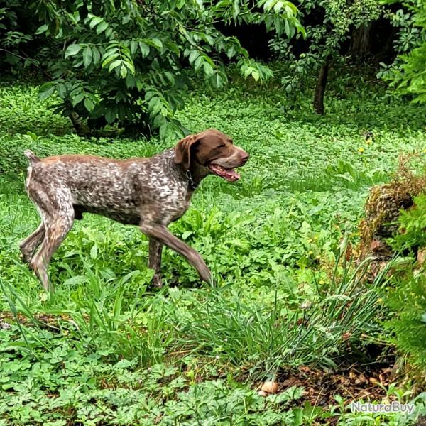 Chasse perdrix Espagne