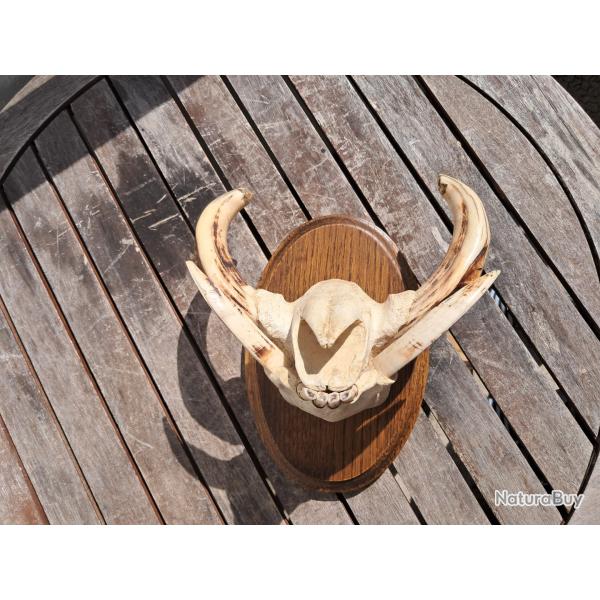 Troph�e "museau" de phacoch�re #3