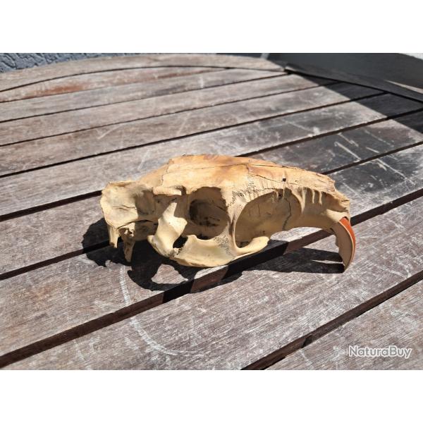 Crne de ragondin ; Myocastor coypus #2