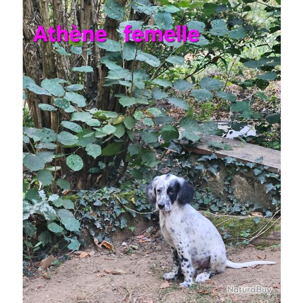 Chiot setter anglais , non lof