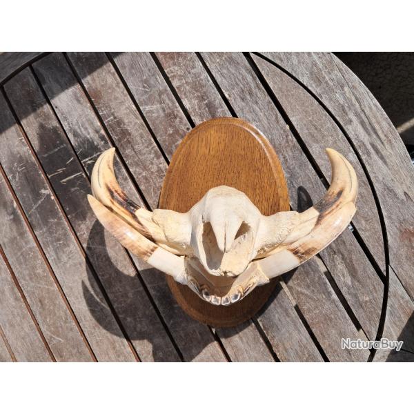 Troph�e "museau" de phacoch�re #4