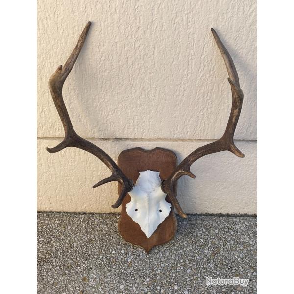 Massacre de cerf 10 cors rgulier Oise