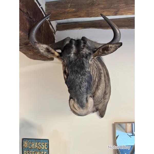Taxidermie de gnou