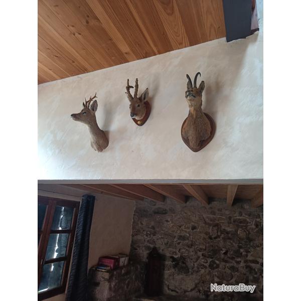 Lot de 3 troph�s de chasse