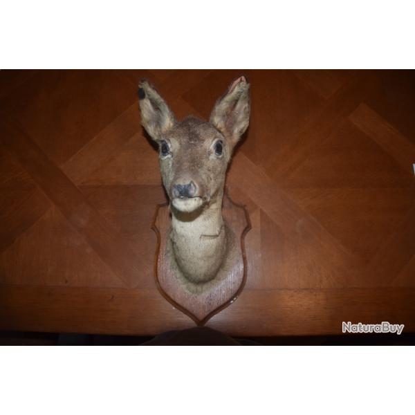 T�te de Chevreuil femelle naturalis�e