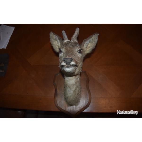 T�te de Chevreuil Male naturalis�e
