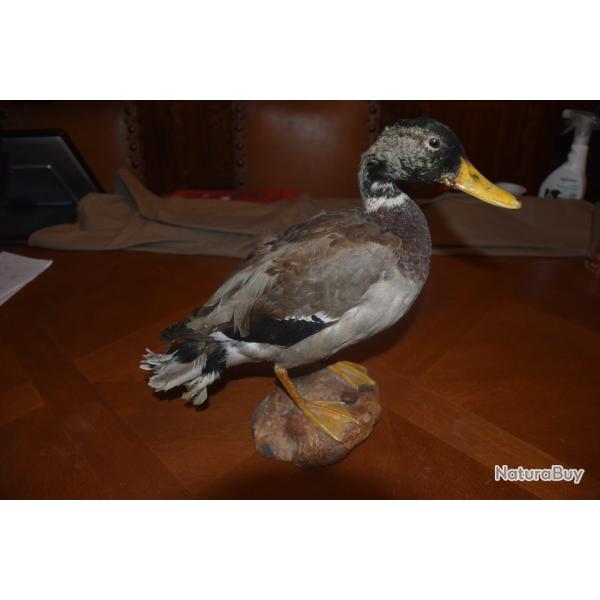 Canard Col Vert Naturalis�