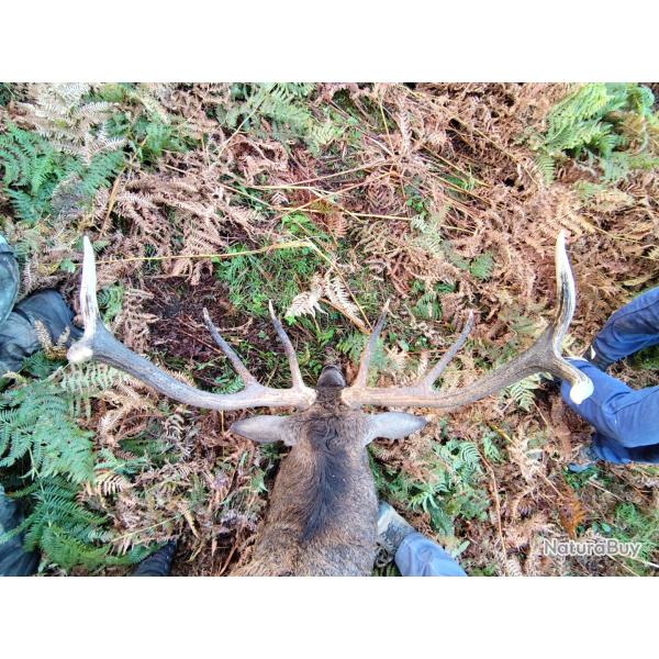 Chasse du cerf au brame. CM1 ?Plus que 2 Bracelets dispo.?