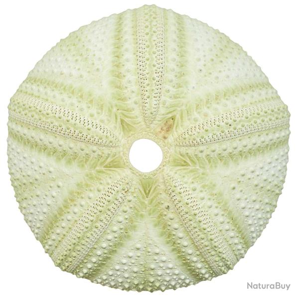 Test d'oursin astropyga radiata vert - 10 � 12 cm - A l'unit�