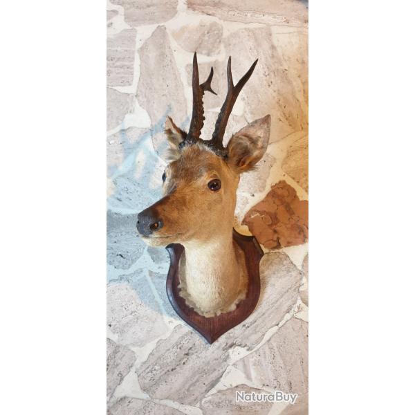 Troph�e de chasse de chevreuil