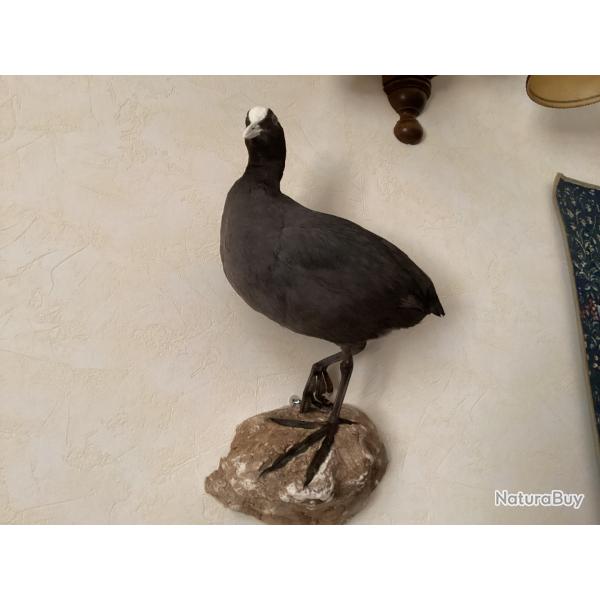 Oiseau Foulque Macroule