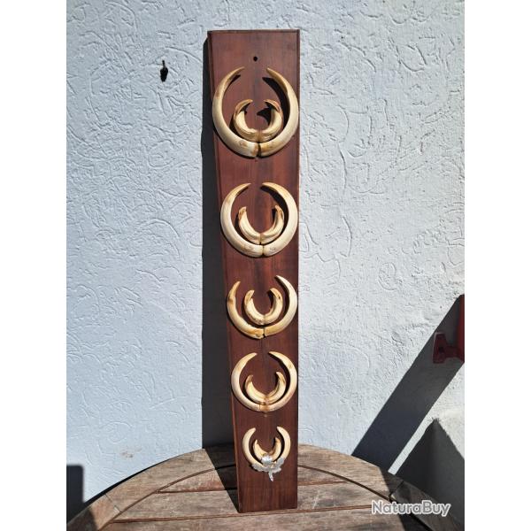 Troph�e de chasse de sanglier