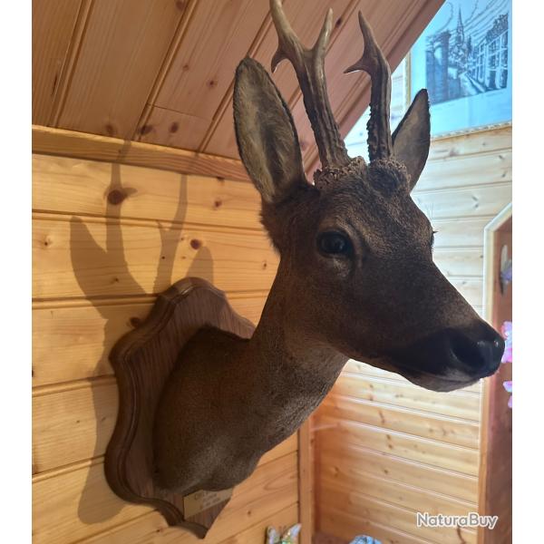 troph�e t�te de chevreuil