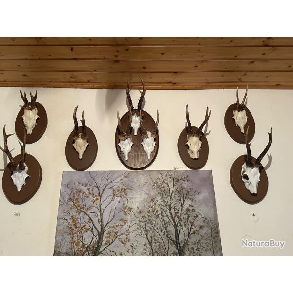 collection de 9 massacres de chevreuil