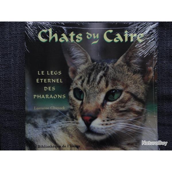 CHATS DU CAIRE