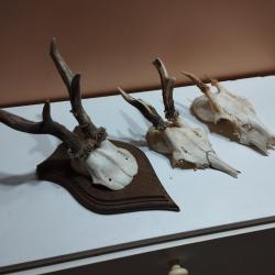3 TROPHEE DE CHEVREUIL BROCARD PARTICULIER TAXIDERMIE CHASSE
