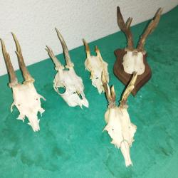 5 TROPHEE DE CHEVREUIL BROCARD TAXIDERMIE CHASSE
