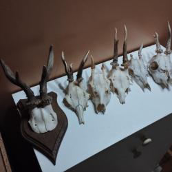 6 TROPHEE DE CHEVREUIL BROCARD TAXIDERMIE CHASSE