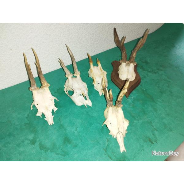 5 TROPHEE DE CHEVREUIL BROCARD TAXIDERMIE CHASSE