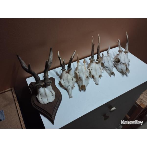 6 TROPHEE DE CHEVREUIL BROCARD TAXIDERMIE CHASSE