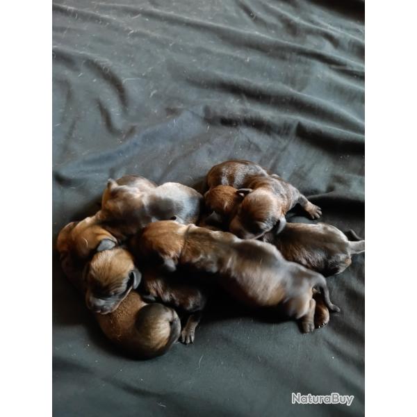 7 chiots teckels mles ou femelles  parents chasseurs sangliers chiens de pieds et mens ferme