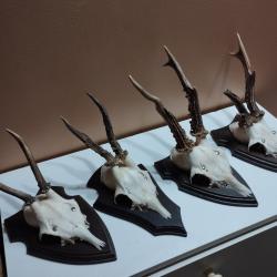 4 TROPHEE CHEVREUIL BROCARD TAXIDERMIE CHASSE